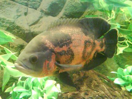 freshwater fish - astronotus ocellatus - tiger oscar stocking in 55 gallons tank - MY 10