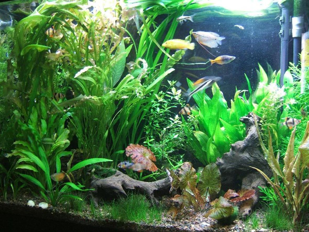 45 gallons planted tank (mostly live plants and fish) - 45 Gallons: 2 SAE, 10 oto, 3 Pelco, 1 German blue ram, 3 yo yo loach, 1 Blue Gourami, 2 dwarf Gourami, 1 Pearl Gourami, 1 Gold Gourami, 1 Male and 1 Female Betta, 1Golden Killifish, 2 Boesemani Rainbow, 1 Electric Yellow, 1 Kribensis Cichlid, 9 Tiger Brab
