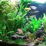 45 gallons planted tank (mostly live plants and fish) - 45 Gallons: 2 SAE, 10 oto, 3 Pelco, 1 German blue ram, 3 yo yo loach, 1 Blue Gourami, 2 dwarf Gourami, 1 Pearl Gourami, 1 Gold Gourami, 1 Male and 1 Female Betta, 1Golden Killifish, 2 Boesemani Rainbow, 1 Electric Yellow, 1 Kribensis Cichlid, 9 Tiger Brab