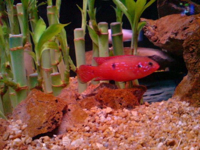freshwater fish - hemichromis bimaculatus - jewel cichlid stocking in 160 gallons tank - Red Jewel Cichlid