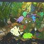 fish tank picture - 29 Gallon Freshwater Tank