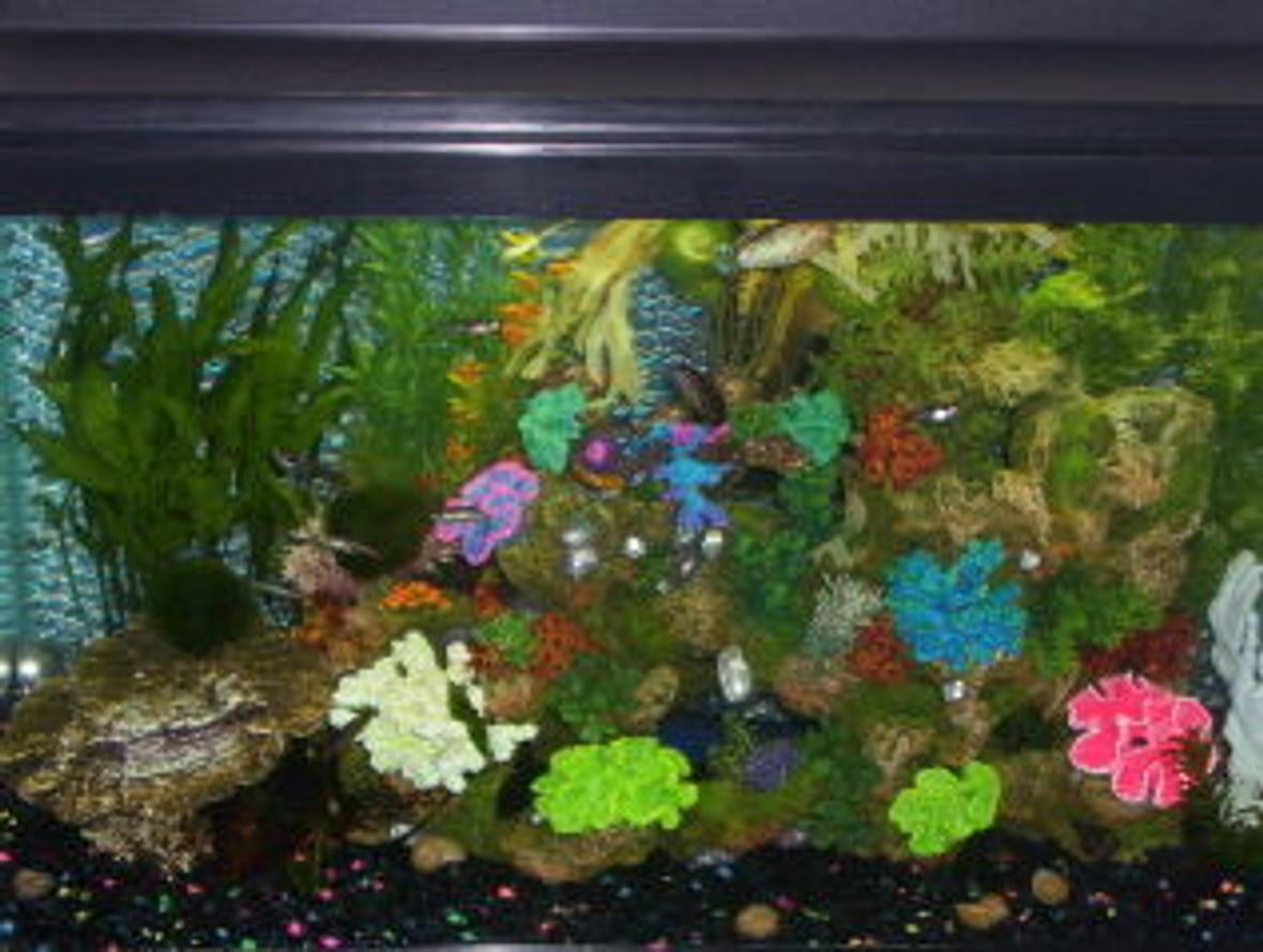 29 gallons planted tank (mostly live plants and fish) - 29 gallon with African Leaf fish and Sailfin Mollies