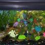 29 gallons planted tank (mostly live plants and fish) - 29 gallon with African Leaf fish and Sailfin Mollies
