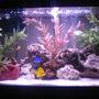 30 gallons saltwater fish tank (mostly fish, little/no live coral) - 30 gl saltwater