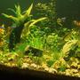 fish tank picture - After 14 days - 2