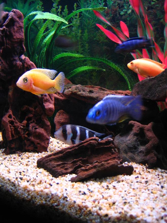 freshwater fish - aulonocara sp. - dragon blood peacock stocking in 75 gallons tank - Dragonblood Peacock & Electric Blue front, Frontosa underneath, Mbamba being chased by my Demasoni rear and Red Zebra.
