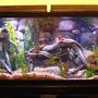 55 gallons freshwater fish tank (mostly fish and non-living decorations) - 55 gallon cichlid tank