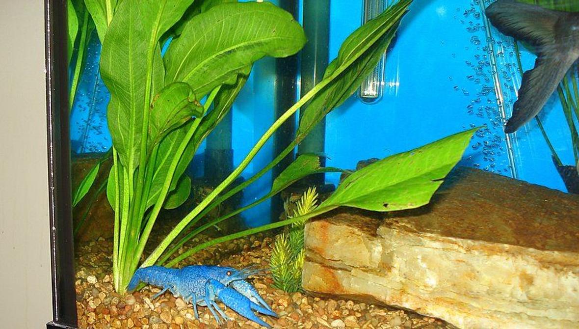 corals inverts - procambarus sp. - hammers cobalt blue lobster stocking in 75 gallons tank - Our Electric Blue Lobster just got done molting his outer shell and is now twice the size he was!