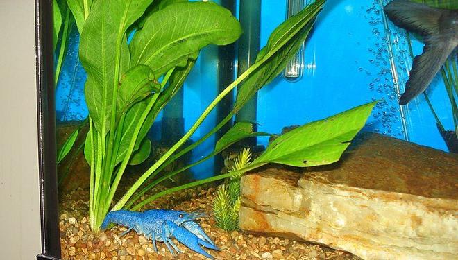 corals inverts - procambarus sp. - hammers cobalt blue lobster stocking in 75 gallons tank - Our Electric Blue Lobster just got done molting his outer shell and is now twice the size he was!