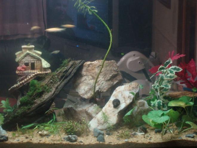 55 gallons planted tank (mostly live plants and fish) - just the beggining