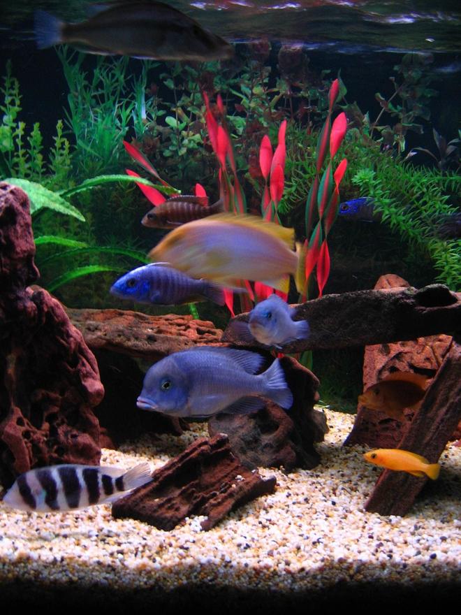 freshwater fish - maylandia hajomaylandi - hajomaylandi stocking in 75 gallons tank - There's always one fish that moves when you are trying to take a photo isn't there...
(Left to right) Frontosa, Blue Dolphin, Electric Blue,Stuartgranti, Compressiceps, Hajomaylandi, Cobalt Blue, 2nd Electric Blue, Red Zebra, Leleupi.