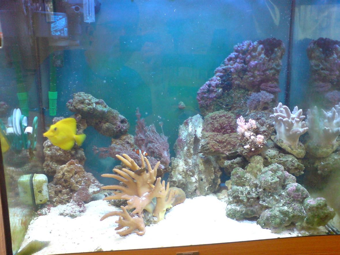 45 gallons reef tank (mostly live coral and fish) - Lido 120 Marine Conversion. 2 X Maxi Jet 1200 Power Heads Eheim Ecco 2232 Canister Deltec Mce 300 Skimmer Jewel Hi-Lite T5 lighting.