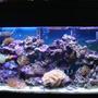 35 gallons reef tank (mostly live coral and fish) - coral and fish, 35 gal. feeding time