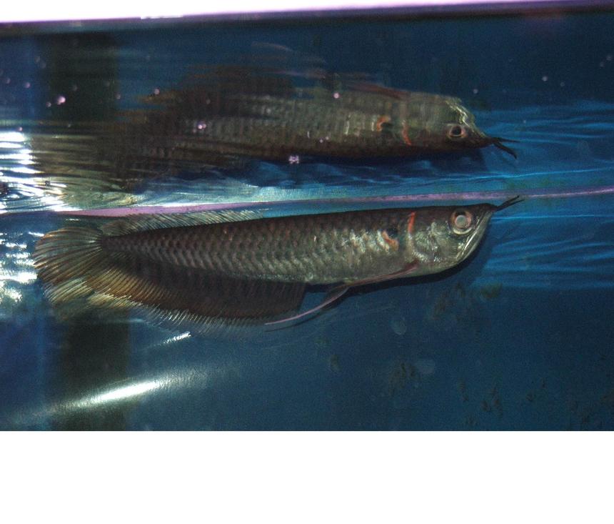 Rated #511: Freshwater Fish - Osteoglossum Bicirrhosum - Silver Arowana Stocking In 110 Gallons Tank - New Silver Arowana