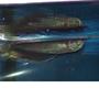 freshwater fish - osteoglossum bicirrhosum - silver arowana stocking in 110 gallons tank - New Silver Arowana