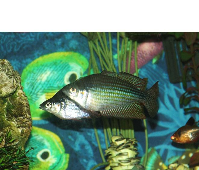 freshwater fish - melanotaenia splendida - australian rainbow stocking in 110 gallons tank - Male Rainbows