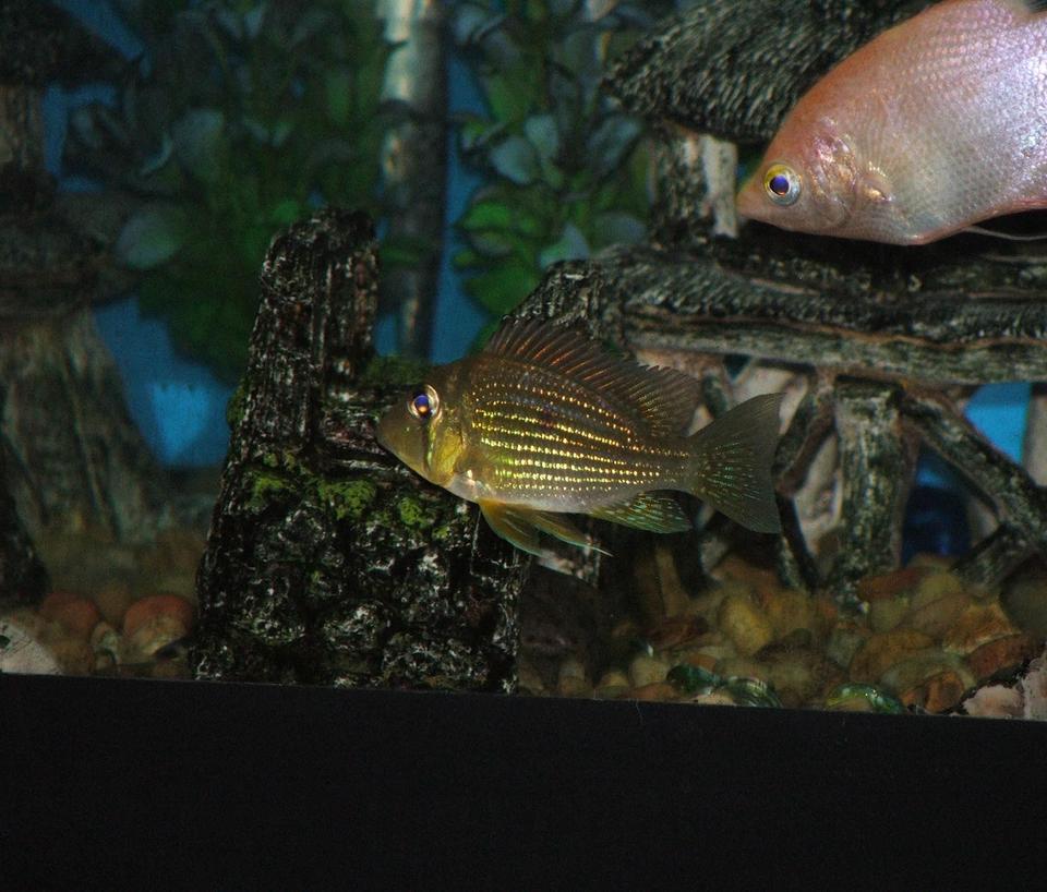 freshwater fish - geophagus surinamensis - red striped eartheater stocking in 110 gallons tank - Geo