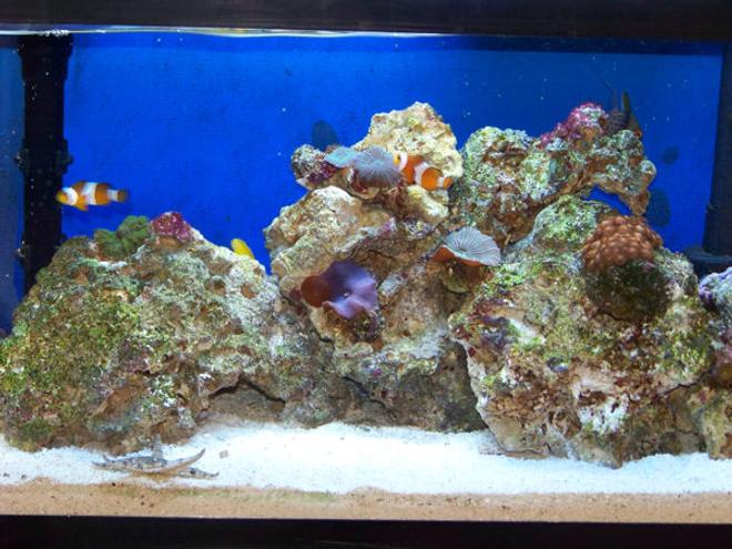 10 gallons reef tank (mostly live coral and fish) - My 10 gallon Nano