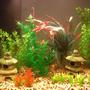 freshwater fish tank (mostly fish and non-living decorations) - so far its just a couple dwarf gouramis, ten neons and one albino chocolate plecostemous.
