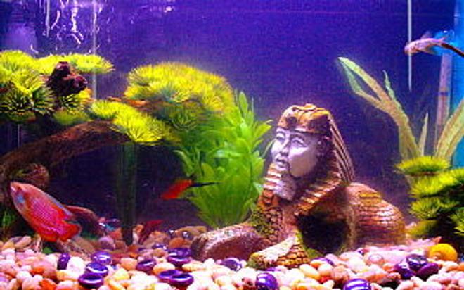 freshwater fish - colisa lalia - flame dwarf gourami stocking in 10 gallons tank - Our community tank....all 5) fish are in view (surprisingly), as well as 1) of our snails. Pictured, our the Dwarf Gourami, Dalmation Mollie, red male Betta, Marigold Swordfin, the Chinese Sucker fish.