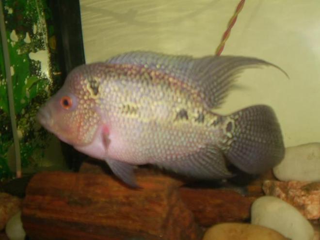 freshwater fish - cichlasoma sp. - flower horn cichlid stocking in 25 gallons tank - My FlowerHorn Fish..