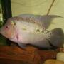 freshwater fish - cichlasoma sp. - flower horn cichlid stocking in 25 gallons tank - My FlowerHorn Fish..
