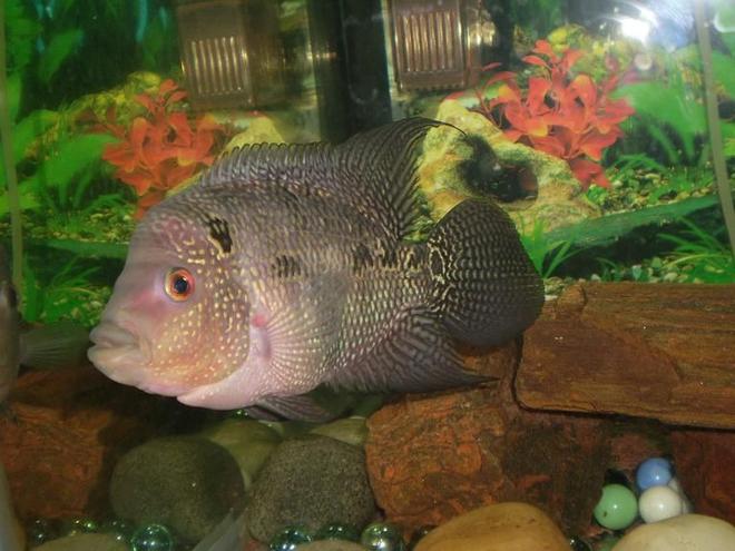 freshwater fish - cichlasoma sp. - flower horn cichlid stocking in 25 gallons tank - My 6 months old FlowerHorn Fish. But many say it is not a pure FlowerHorn Fish. Its not original and it is a local fish. Please somebody tell me whether it is a pure FlowerHorn fish or not..