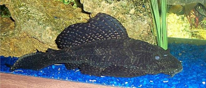 freshwater fish - glyptoperichthys gibbiceps - sailfin pleco (l-83) stocking in 72 gallons tank - Pleco