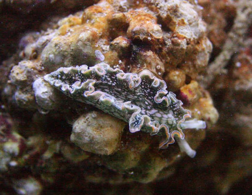 Rated #36: Corals Inverts - Tridachia Crispata - Lettuce Sea Slug (nudibranch) Stocking In 155 Gallons Tank - Lettuce slug