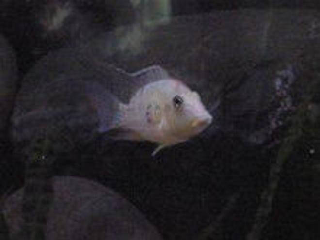 freshwater fish - geophagus steindachneri - red hump geophagus stocking in 20 gallons tank - My Red Humped Geo