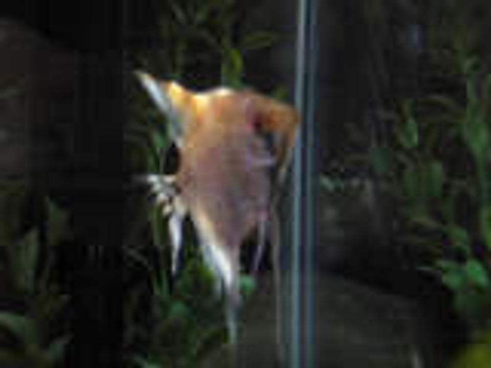 freshwater fish - pterophyllum sp. - red angel stocking in 20 gallons tank - My Lil Angel
