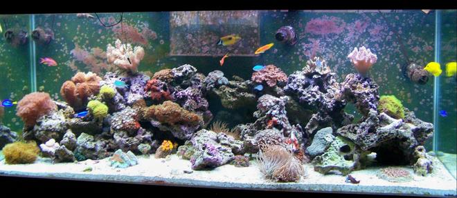 210 gallons reef tank (mostly live coral and fish) - 210 Saltwater Reef Tank