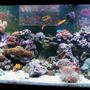 210 gallons reef tank (mostly live coral and fish) - 210 Saltwater Reef Tank