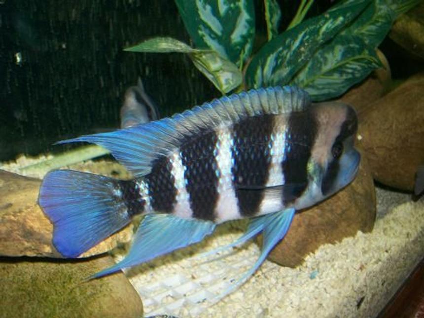 Rated #211: Freshwater Fish - Cyphotilapia Frontosa - Frontosa Cichlid Stocking In 180 Gallons Tank - Male frontosa