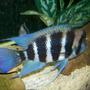 freshwater fish - cyphotilapia frontosa - frontosa cichlid stocking in 180 gallons tank - Male frontosa