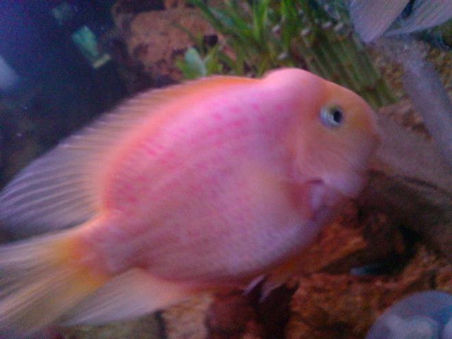 freshwater fish - heros severus x amphilophus citrinellum - blood parrot stocking in 180 gallons tank - my cute lovely fish