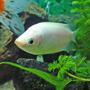 freshwater fish - helostoma temmincki - kissing gourami stocking in 10 gallons tank - Kissing Gourami