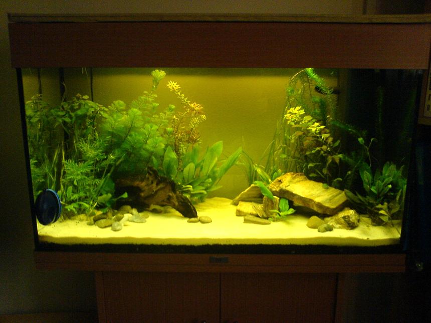 Rated #149: 33 Gallons Planted Tank - Newly Planted Rio 125