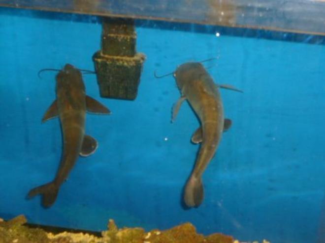 saltwater fish stocking in 55 gallons tank - syncronized swimming?