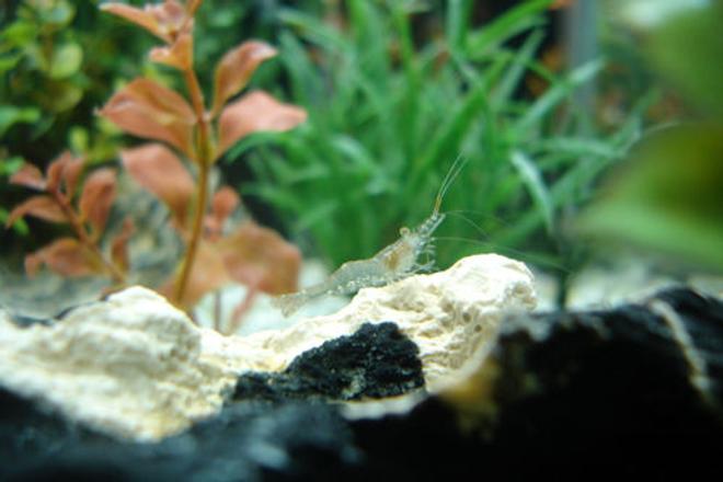 corals inverts - paleomonetes sp. - ghost shrimp stocking in 55 gallons tank - Truly, the ghost shrimp is king of all he surveys...