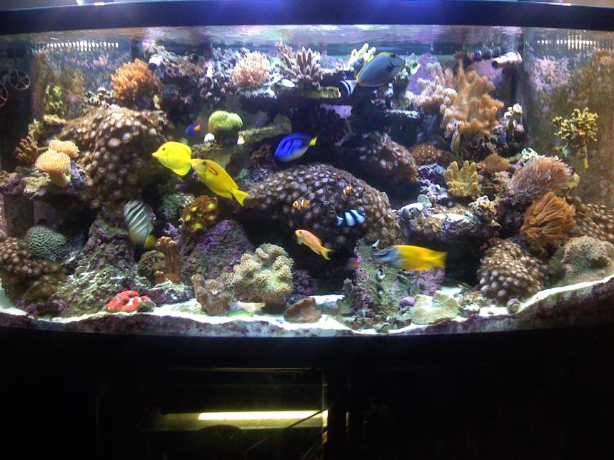 Rated #30: 180 Gallons Reef Tank - new