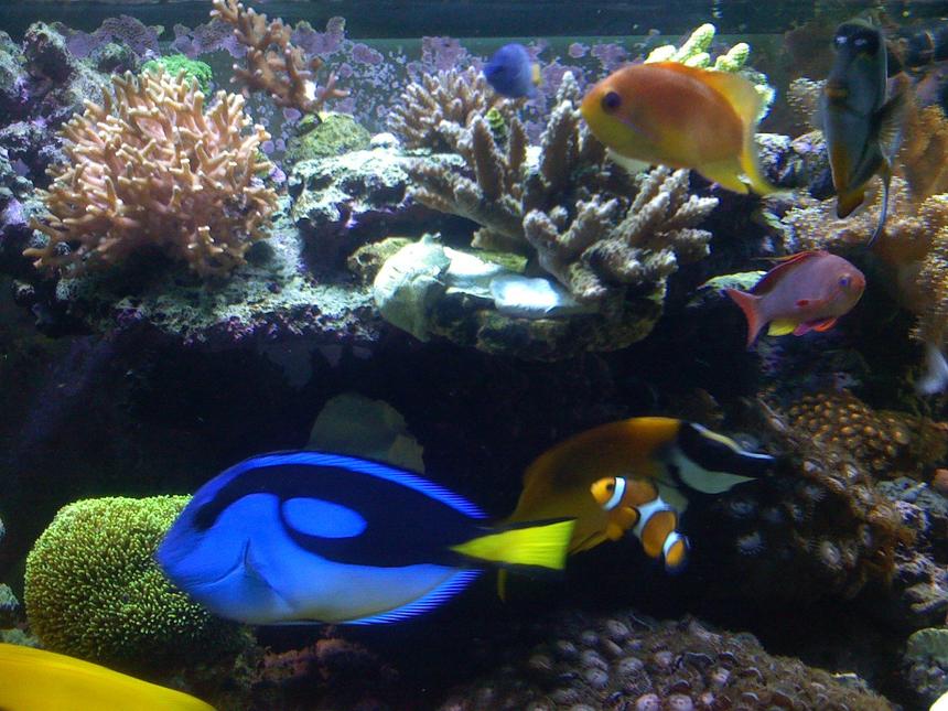 Rated #36: Saltwater Fish - Paracanthurus Hepatus - Blue Tang Stocking In 180 Gallons Tank - new