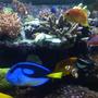 saltwater fish - paracanthurus hepatus - blue tang stocking in 180 gallons tank - new