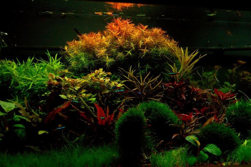 Rated #1: 75 Gallons Planted Tank - 48"Lx21Wx18H
JBJ DX 48" 260 WATT 
Fluval 404 Cannister
350W heater
DIY fertilizers
Pressurized Co2