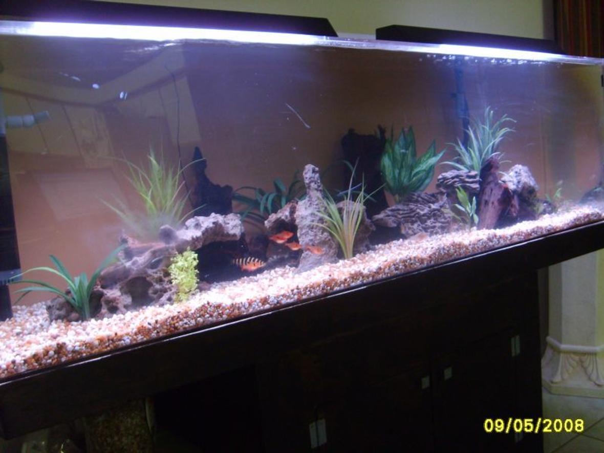 115 gallons freshwater fish tank (mostly fish and non-living decorations) - a better picture of my tank with a few new things and different set up and my "night" lighting on it. they are just 2 24" 20 watt basic bulbs