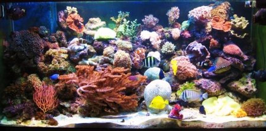 Rated #16: 180 Gallons Reef Tank - size 150x60x60
hard and soft corals 
i hope you liket