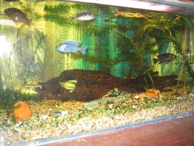 20 gallons planted tank (mostly live plants and fish) - My 20 Gallon, African peackocks and Jewels with a Armoured Catfish