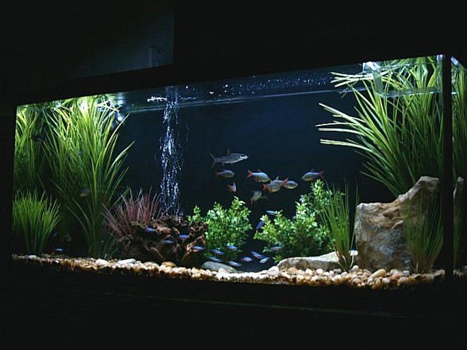 55 gallons freshwater fish tank (mostly fish and non-living decorations) - 55 Gallon New Setup