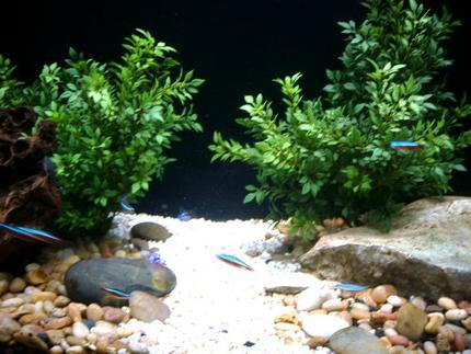 freshwater fish - paracheirodon innesi - neon tetra jumbo stocking in 55 gallons tank - Riverbed