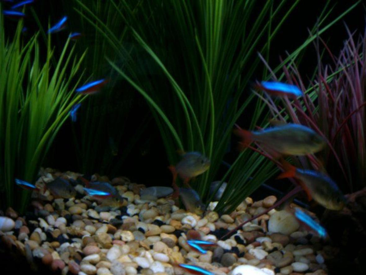 freshwater fish - hyphessobrycon colimbianus - red/blue columbian tetra stocking in 55 gallons tank - Columbian Tetras and Cardinal Tetras